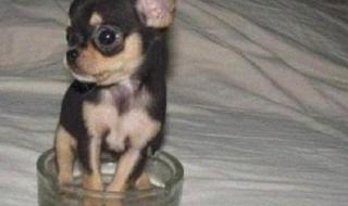 世界上最小最乖的狗狗
